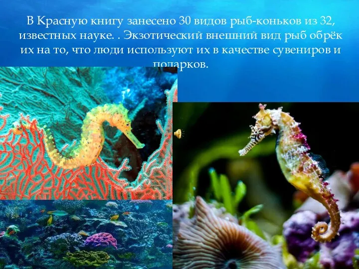 В Красную книгу занесено 30 видов рыб-коньков из 32, известных науке. .