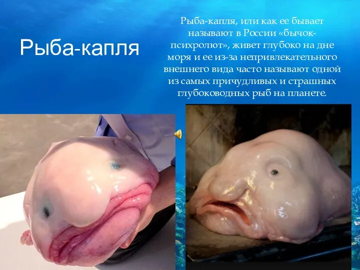 Рыба-капля Рыба-капля, или как ее бывает называют в России «бычок-психролют», живет глубоко