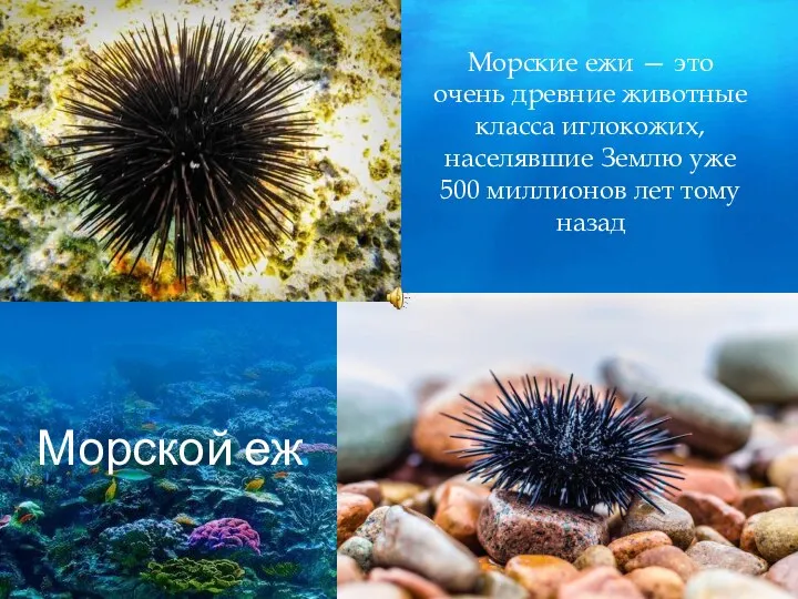 Морской еж Морские ежи — это очень древние животные класса иглокожих, населявшие