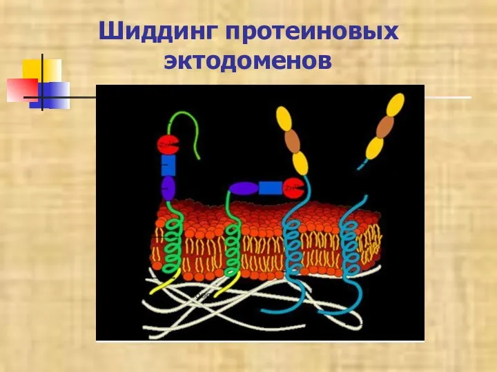 Шиддинг протеиновых эктодоменов