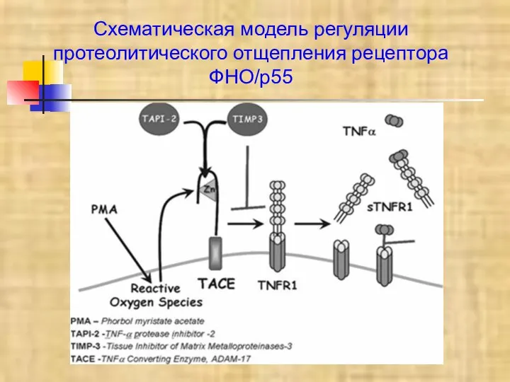 Схематическая модель регуляции протеолитического отщепления рецептора ФНО/p55