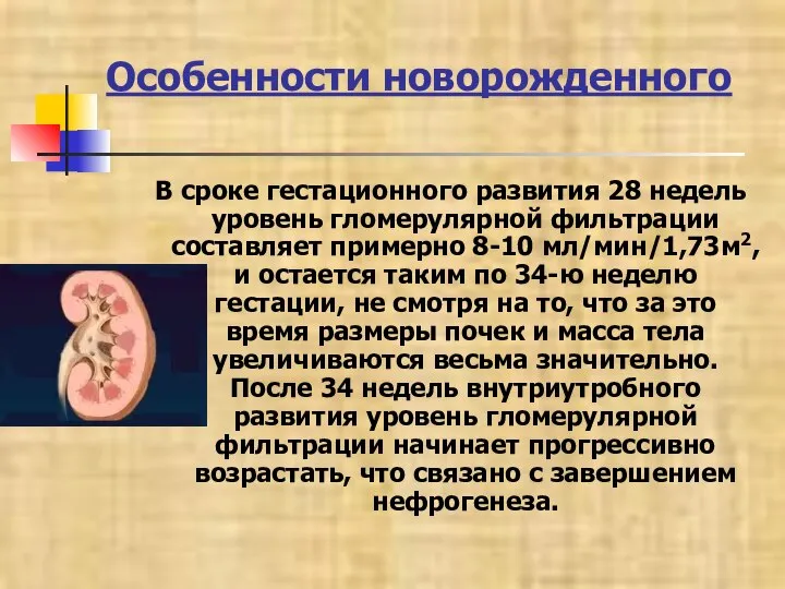 Особенности новорожденного В сроке гестационного развития 28 недель уровень гломерулярной фильтрации составляет