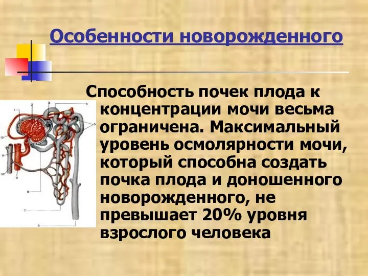 Особенности новорожденного Способность почек плода к концентрации мочи весьма ограничена. Максимальный уровень