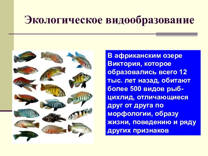 Экологическое видообразование В африканским озере Виктория, которое образовались всего 12 тыс. лет