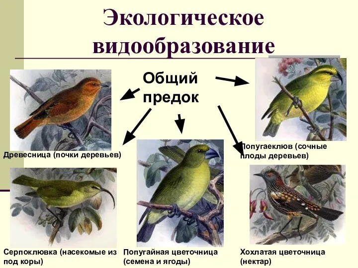 Экологическое видообразование Попугайная цветочница (семена и ягоды) Древесница (почки деревьев) Серпоклювка (насекомые