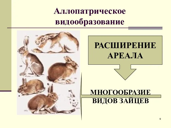 Аллопатрическое видообразование РАСШИРЕНИЕ АРЕАЛА МНОГООБРАЗИЕ ВИДОВ ЗАЙЦЕВ