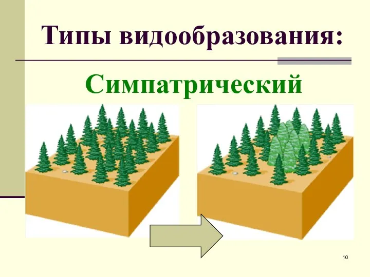 Типы видообразования: Симпатрический