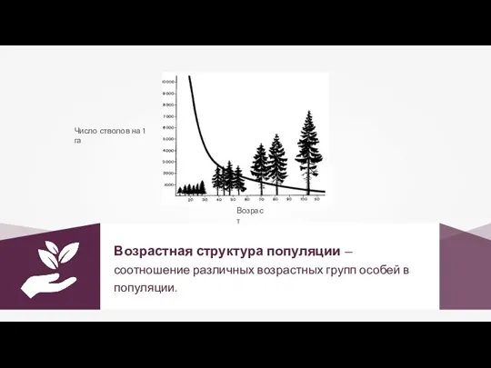 Возрастная структура популяции — соотношение различных возрастных групп особей в популяции. Число