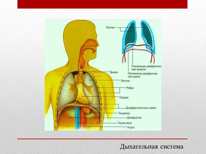 Дыхательная система