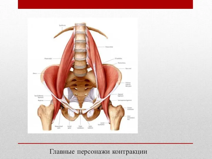 Главные персонажи контракции