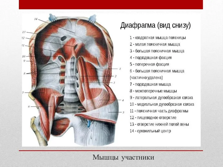 Мышцы участники