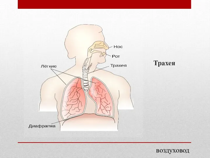 Трахея воздуховод