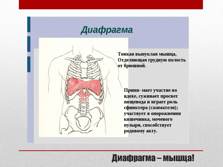 Диафрагма – мышца!