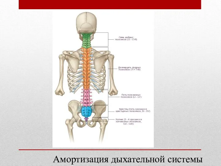 «Секреты» карате Амортизация дыхательной системы