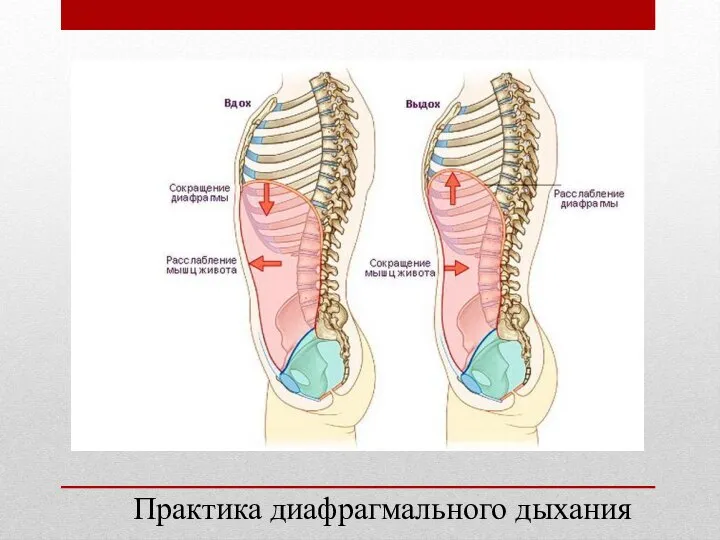 Практика диафрагмального дыхания