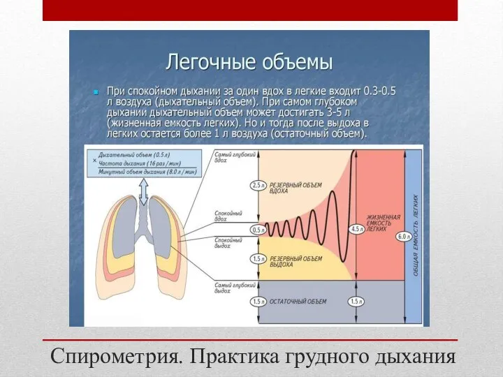 Спирометрия. Практика грудного дыхания Легочные объемы