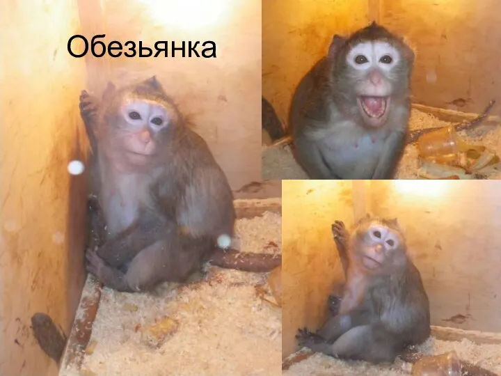 Обезьянка