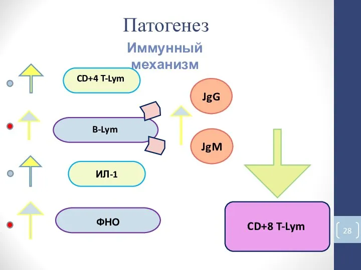 Патогенез Иммунный механизм ИЛ-1 ФНО CD+4 T-Lym B-Lym JgG JgM CD+8 T-Lym