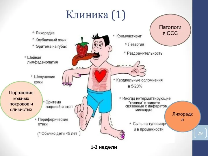 Клиника (1) Лихорадка Поражение кожных покровов и слизистых Патология ССС 1-2 недели