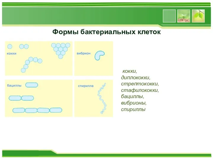 Формы бактериальных клеток кокки, диплококки, стрептококки, стафилококки, бациллы, вибрионы, спириллы