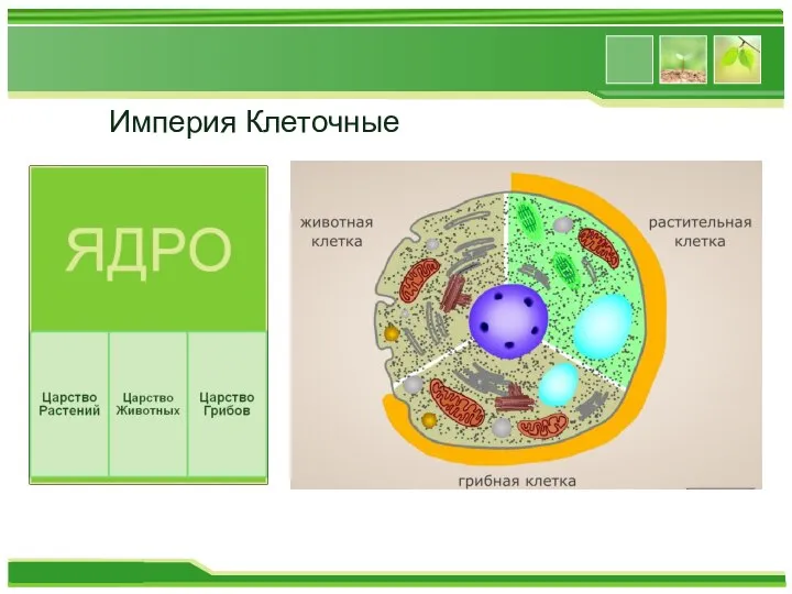 Империя Клеточные