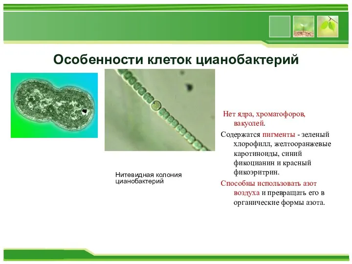 Особенности клеток цианобактерий ты: Нет ядра, хроматофоров, вакуолей. Содержатся пигменты - зеленый