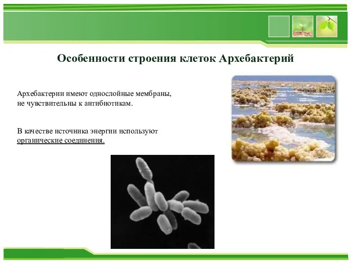 Особенности строения клеток Архебактерий Архебактерии имеют однослойные мембраны, не чувствительны к антибиотикам.