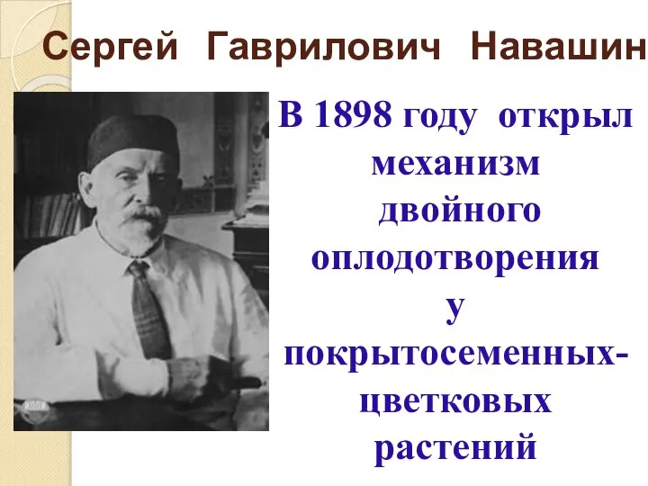 Сергей Гаврилович Навашин В 1898 году открыл механизм двойного оплодотворения у покрытосеменных-цветковых растений