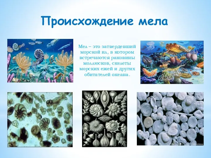 Происхождение мела Мел – это затвердевший морской ил, в котором встречаются раковины