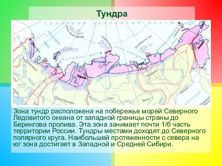 Тундра Зона тундр расположена на побережье морей Северного Ледовитого океана от западной