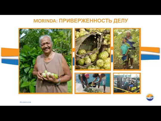 MORINDA: ПРИВЕРЖЕННОСТЬ ДЕЛУ