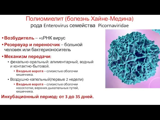 Полиомиелит (болезнь Хайне-Медина) рода Enterovirus семейства Picornaviridae Возбудитель – +sРНК вирус Резервуар