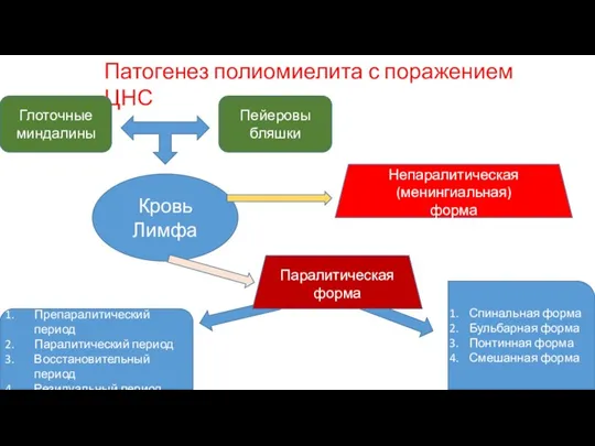 Патогенез полиомиелита с поражением ЦНС Глоточные миндалины Пейеровы бляшки Кровь Лимфа Непаралитическая