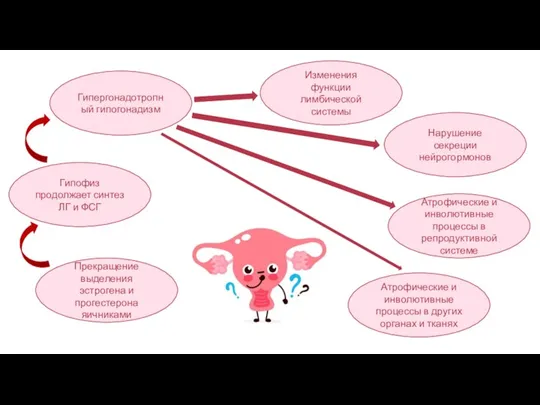 Прекращение выделения эстрогена и прогестерона яичниками Гипергонадотропный гипогонадизм Изменения функции лимбической системы