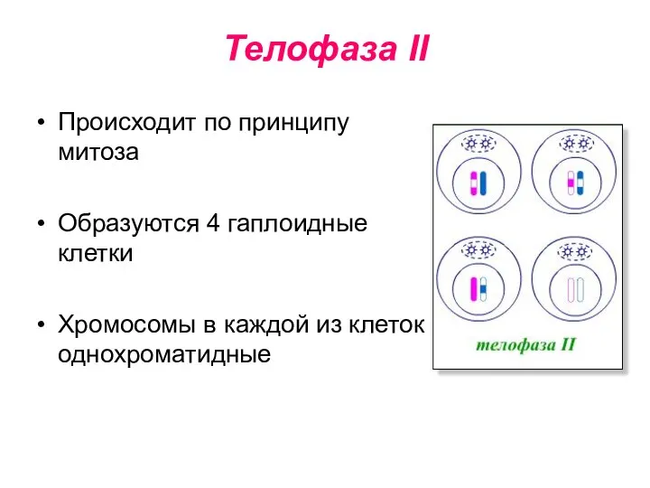 Телофаза II Происходит по принципу митоза Образуются 4 гаплоидные клетки Хромосомы в каждой из клеток однохроматидные