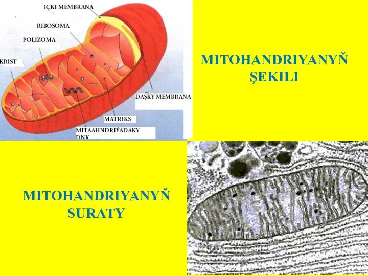 MITOHANDRIYANYŇ ŞEKILI MITOHANDRIYANYŇ SURATY