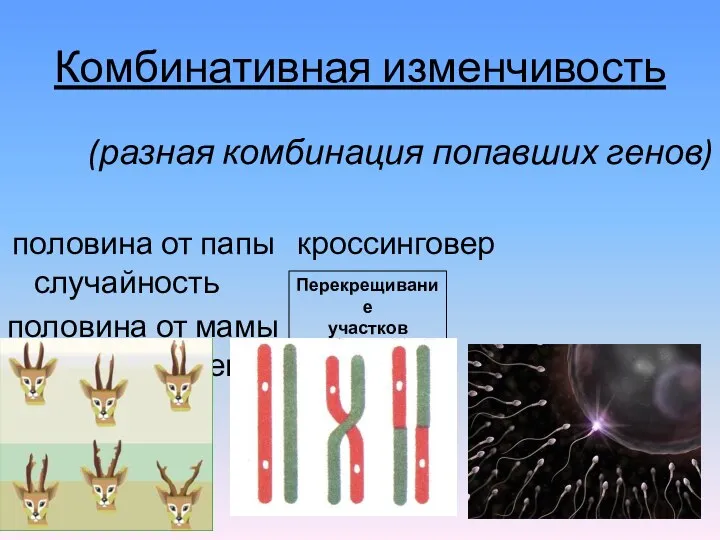 Комбинативная изменчивость (разная комбинация попавших генов) половина от папы кроссинговер случайность половина