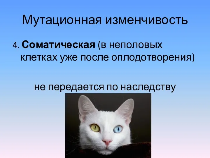 Мутационная изменчивость 4. Соматическая (в неполовых клетках уже после оплодотворения) не передается по наследству