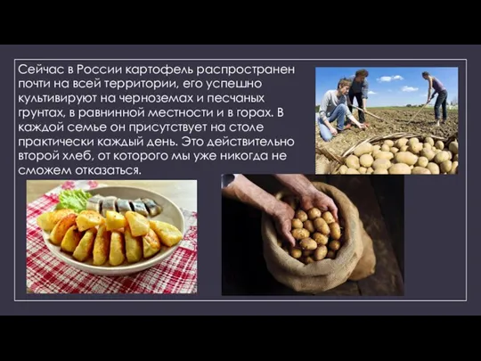 Сейчас в России картофель распространен почти на всей территории, его успешно культивируют