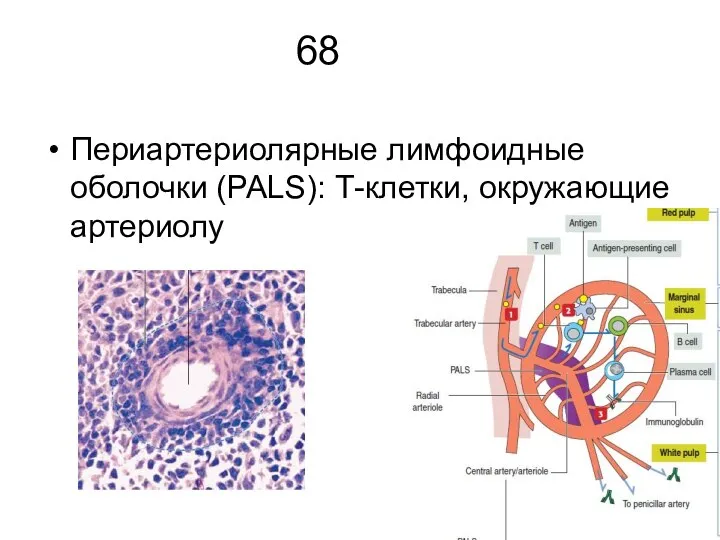 68 Периартериолярные лимфоидные оболочки (PALS): Т-клетки, окружающие артериолу