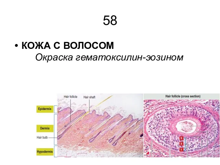 58 КОЖА С ВОЛОСОМ Окраска гематоксилин-эозином