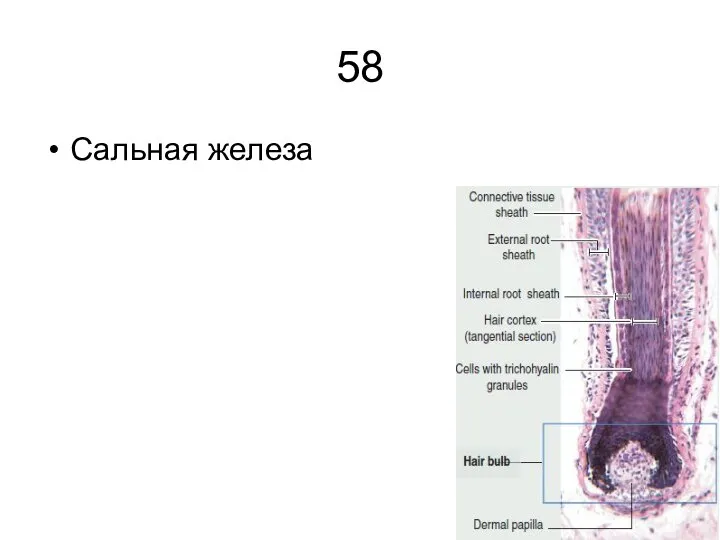 58 Сальная железа