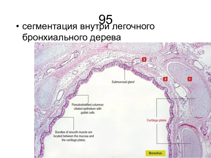 95 сегментация внутри легочного бронхиального дерева