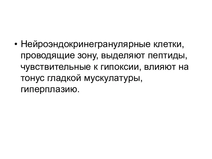 Нейроэндокринегранулярные клетки, проводящие зону, выделяют пептиды, чувствительные к гипоксии, влияют на тонус гладкой мускулатуры, гиперплазию.