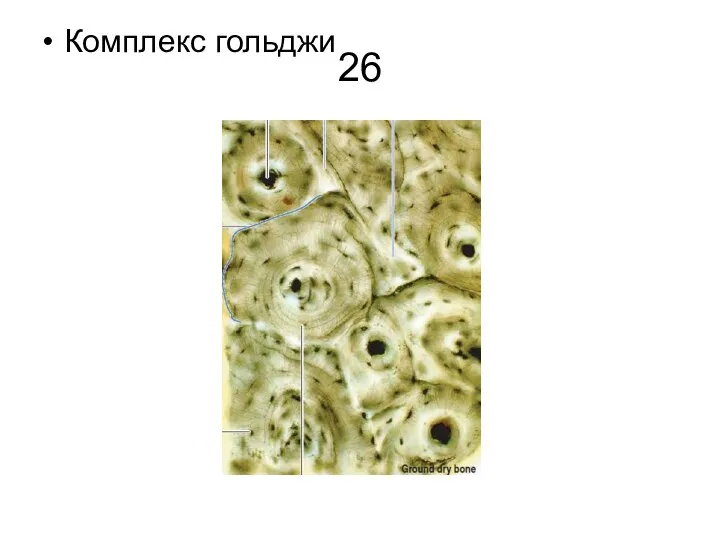 26 Комплекс гольджи