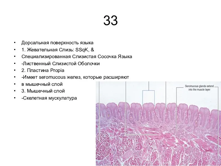 33 Дорсальная поверхность языка 1. Жевательная Слизь: SSqK, & Специализированная Слизистая Сосочка