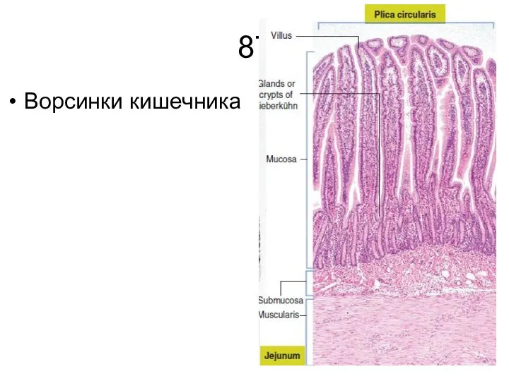 87 Ворсинки кишечника