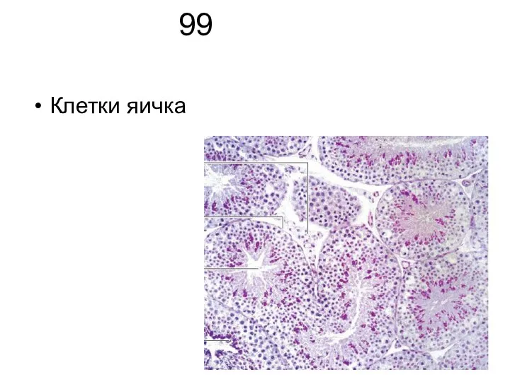 99 Клетки яичка