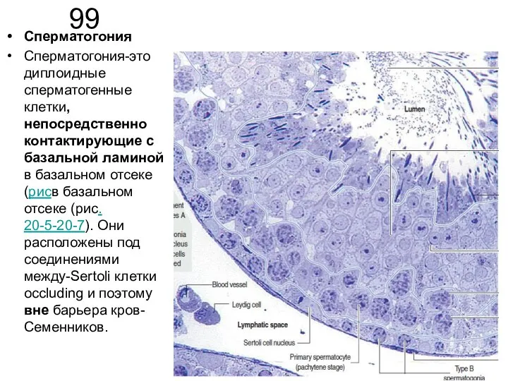 99 Сперматогония Сперматогония-это диплоидные сперматогенные клетки, непосредственно контактирующие с базальной ламиной в