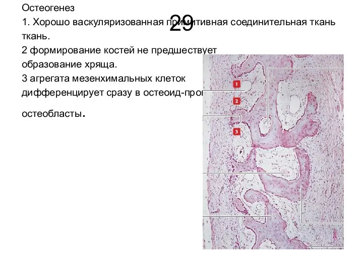 29 Остеогенез 1. Хорошо васкуляризованная примитивная соединительная ткань ткань. 2 формирование костей